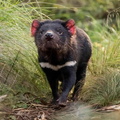 Tasmanian Devil (Sarcophilus harrisii) walking in the wild in mainland Australia 1